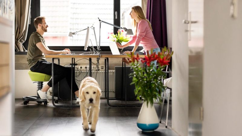 Câini de apartament: Ghid de alegere și îngrijire