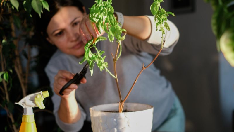 Ghid complet pentru îngrijirea plantelor cățărătoare