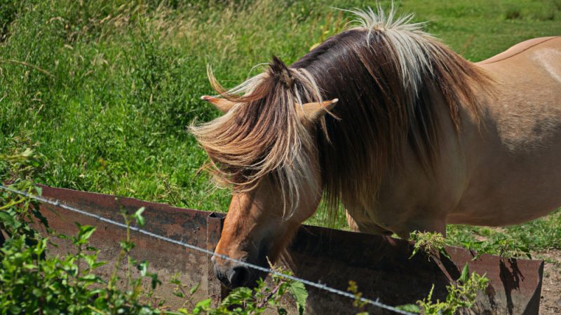 Akhal Teke: cea mai veche rasă de cai și frumusețea sa impresionantă