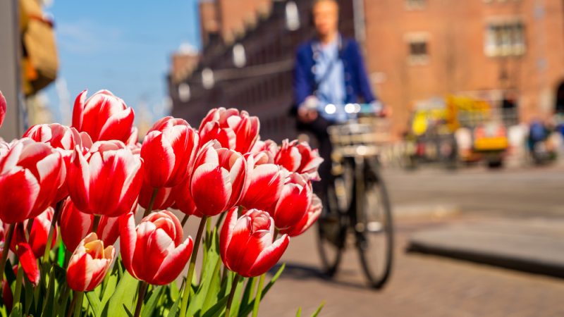 Descoperă orașul Antwerp în ritm lent