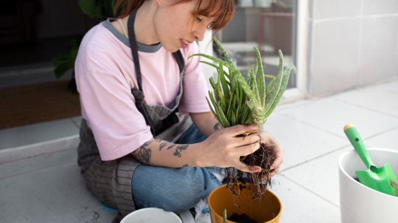 Cum înmulțești plantele acasă prin butași și divizare