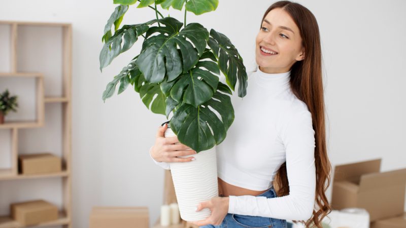 Cum alegi plantele potrivite pentru apartament